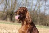 SETTER IRLANDAIS 386